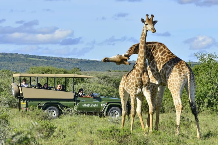 Game drive